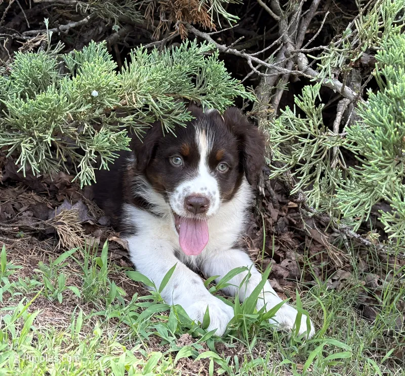 Salsa – Australian Shepherd puppy on hold in Jefferson, GA