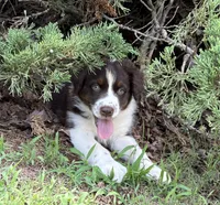 Salsa, a female Australian Shepherd for sale in Jefferson, GA – 1 of 9