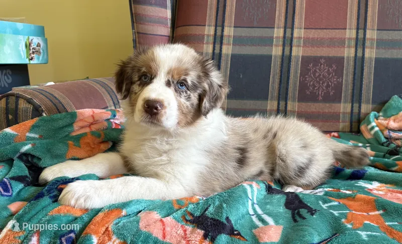 Spice  – Australian Shepherd puppy for sale in Jefferson, GA