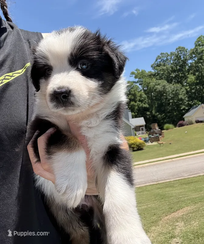 Flower – Australian Shepherd puppy for sale in Jefferson, GA