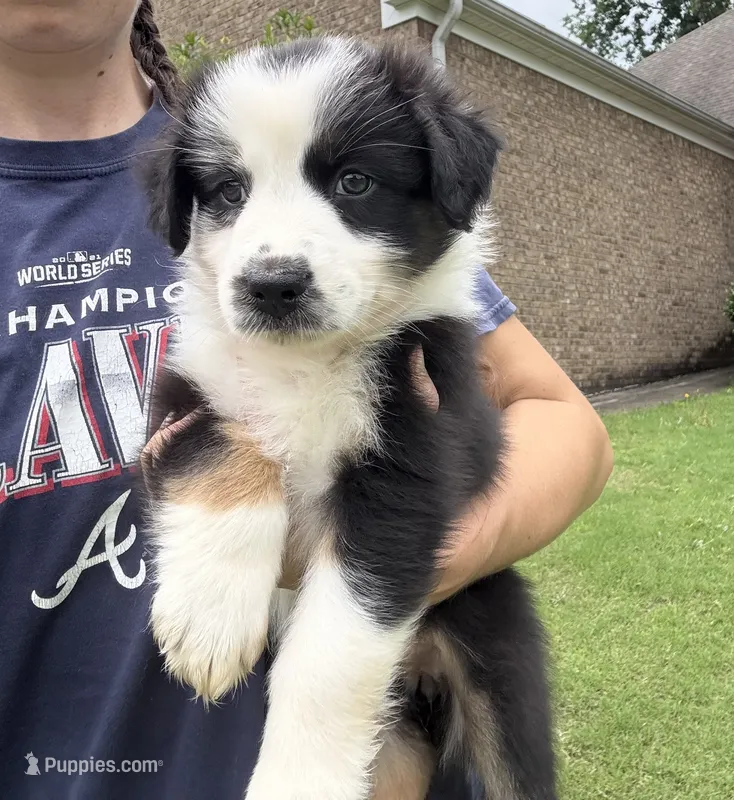 Flower – Australian Shepherd puppy for sale in Jefferson, GA