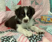Salsa, a female Australian Shepherd for sale in Jefferson, GA – 7 of 9
