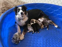 Salsa, a female Australian Shepherd for sale in Jefferson, GA – 9 of 9