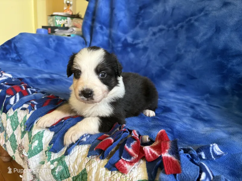 Flower – Australian Shepherd puppy for sale in Jefferson, GA