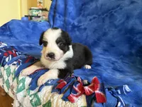 Flower, a female Australian Shepherd for sale in Jefferson, GA – 1 of 4