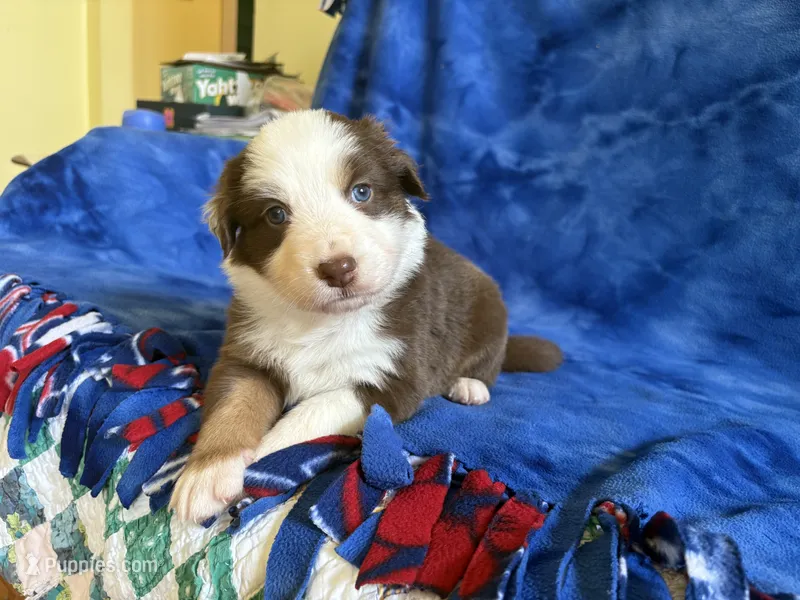 Ruby – Australian Shepherd puppy for sale in Jefferson, GA