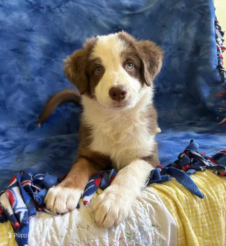 Ruby – Australian Shepherd puppy for sale in Jefferson, GA