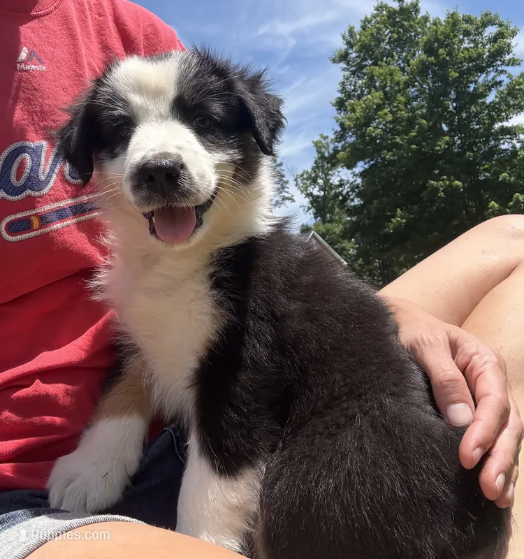 Flower – Australian Shepherd puppy for sale in Jefferson, GA