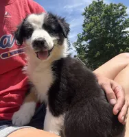 Flower, a female Australian Shepherd for sale in Jefferson, GA – 4 of 7