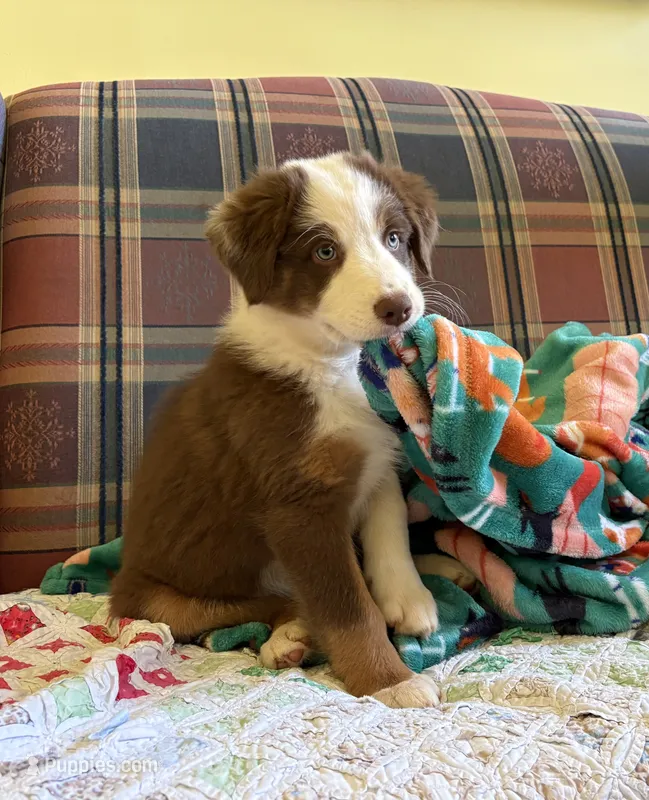Ruby – Australian Shepherd puppy for sale in Jefferson, GA