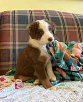 Ruby, a female Australian Shepherd for sale in Jefferson, GA – 3 of 8