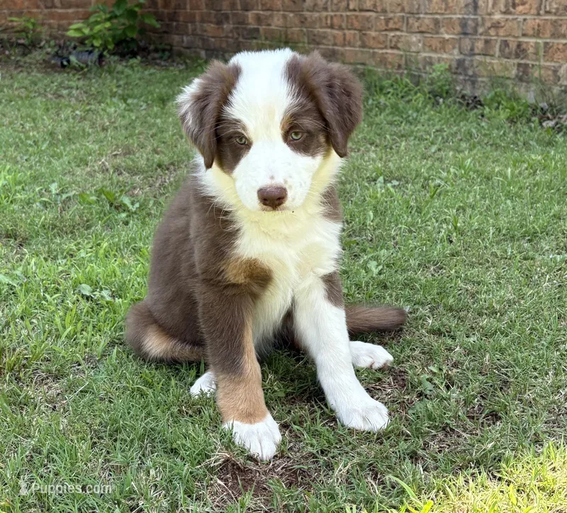 Ruby – Australian Shepherd puppy for sale in Jefferson, GA