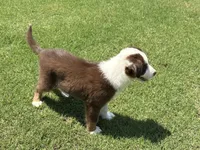 Ruby, a female Australian Shepherd for sale in Jefferson, GA – 5 of 10