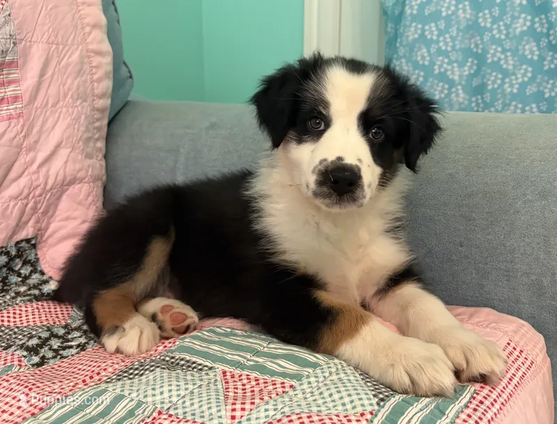 Flower – Australian Shepherd puppy for sale in Jefferson, GA