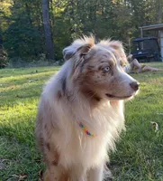 Flower, a female Australian Shepherd for sale in Jefferson, GA – 6 of 7