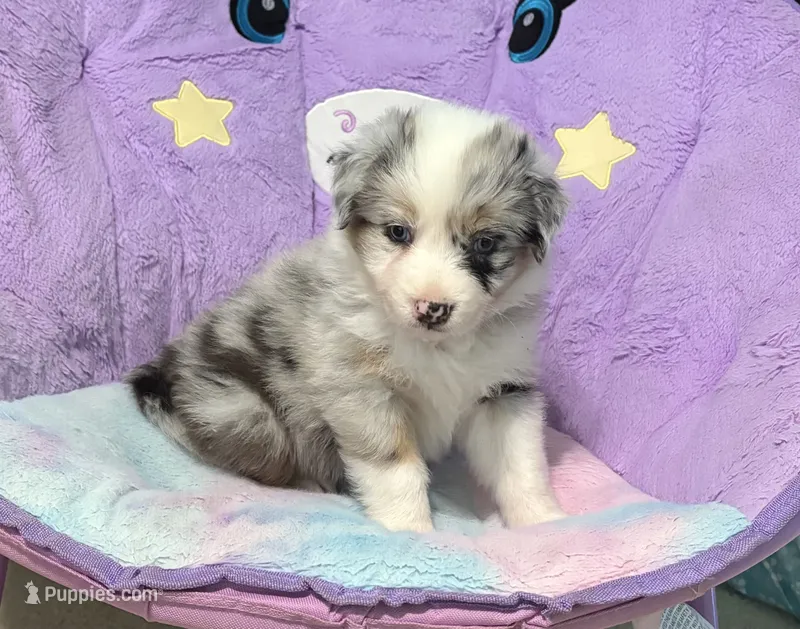 Skyler  – Australian Shepherd puppy for sale in Jefferson, GA