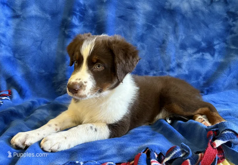 Salsa – Australian Shepherd puppy for sale in Jefferson, GA