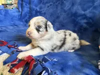 Skyler , a female Australian Shepherd for sale in Jefferson, GA – 2 of 4