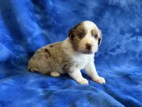 Spice , a female Australian Shepherd for sale in Jefferson, GA – 4 of 5