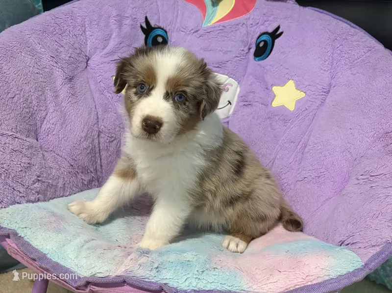 Spice  – Australian Shepherd puppy for sale in Jefferson, GA