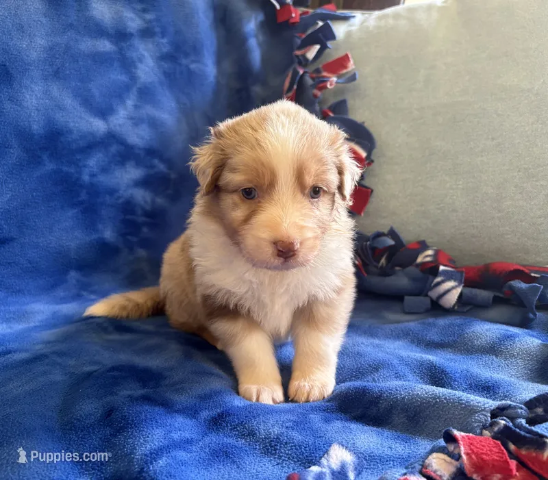 Summer  – Australian Shepherd puppy on hold in Jefferson, GA