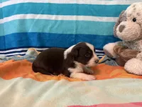 Salsa, a female Australian Shepherd for sale in Jefferson, GA – 5 of 5