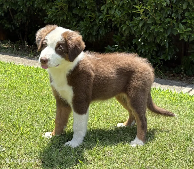 Ruby – Australian Shepherd puppy for sale in Jefferson, GA