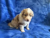 Summer , a female Australian Shepherd for sale in Jefferson, GA – 2 of 5