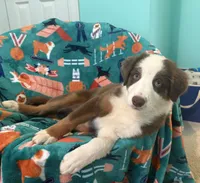 Ruby July 4 SALE!!! , a female Australian Shepherd for sale in Jefferson, GA – 4 of 8