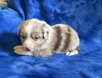 Summer , a female Australian Shepherd for sale in Jefferson, GA – 5 of 5