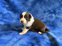 Salsa, a female Australian Shepherd for sale in Jefferson, GA – 1 of 5