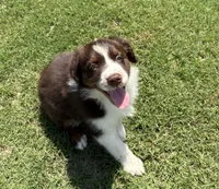 Salsa, a female Australian Shepherd for sale in Jefferson, GA – 2 of 9