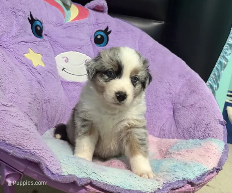 Dakota – Australian Shepherd puppy on hold in Jefferson, GA