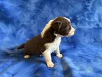 Salsa, a female Australian Shepherd for sale in Jefferson, GA – 2 of 5