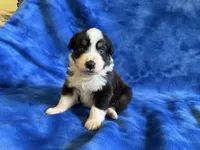 Rookie , a male Australian Shepherd for sale in Jefferson, GA – 1 of 3