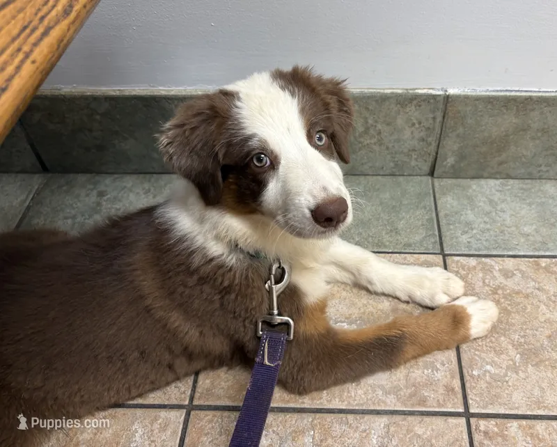 Ruby  – Australian Shepherd puppy for sale in Jefferson, GA