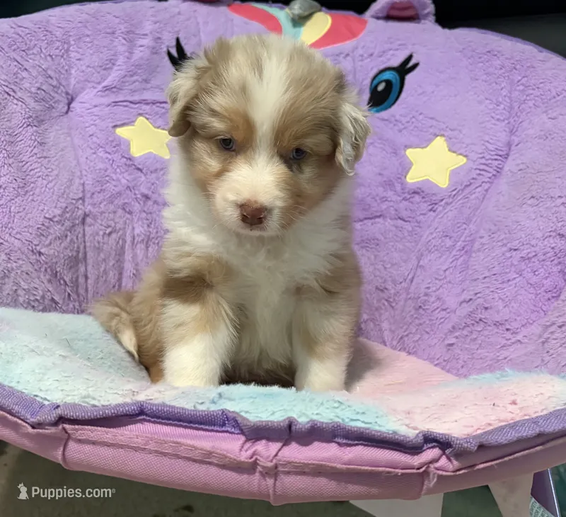 Summer  – Australian Shepherd puppy on hold in Jefferson, GA