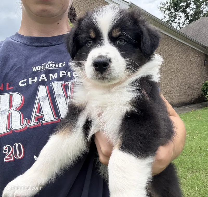 Rookie  – Australian Shepherd puppy for sale in Jefferson, GA