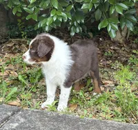Salsa, a female Australian Shepherd for sale in Jefferson, GA – 3 of 9