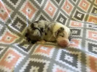 Skyler , a female Australian Shepherd for sale in Jefferson, GA – 4 of 4