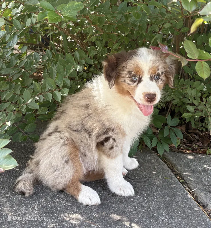 Spice  – Australian Shepherd puppy for sale in Jefferson, GA
