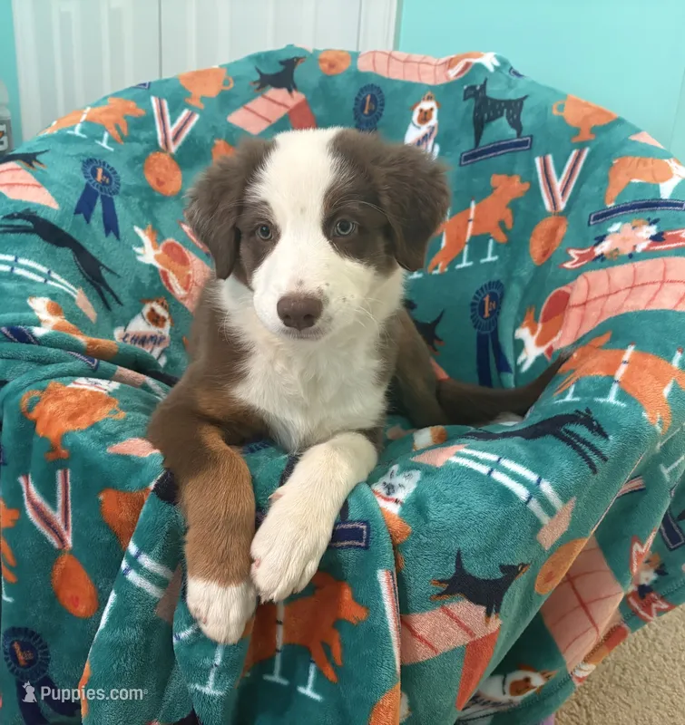 Ruby – Australian Shepherd puppy for sale in Jefferson, GA