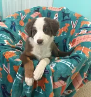 Ruby July 4 SALE!!! , a female Australian Shepherd for sale in Jefferson, GA – 2 of 8