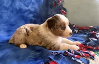 Spice , a female Australian Shepherd for sale in Jefferson, GA – 3 of 5