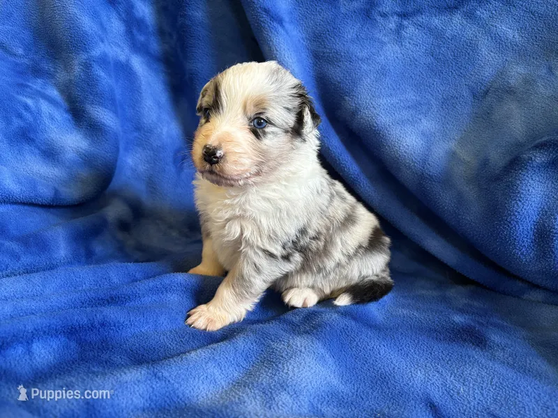 Dakota – Australian Shepherd puppy on hold in Jefferson, GA