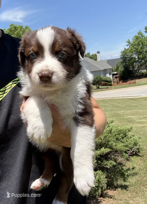 Salsa – Australian Shepherd puppy for sale in Jefferson, GA