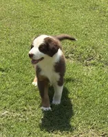Ruby, a female Australian Shepherd for sale in Jefferson, GA – 2 of 10