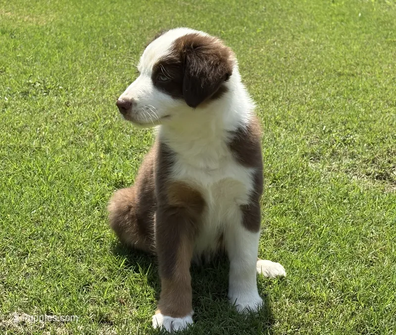 Ruby – Australian Shepherd puppy for sale in Jefferson, GA