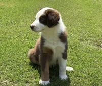 Ruby, a female Australian Shepherd for sale in Jefferson, GA – 1 of 10