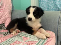 Flower, a female Australian Shepherd for sale in Jefferson, GA – 2 of 7